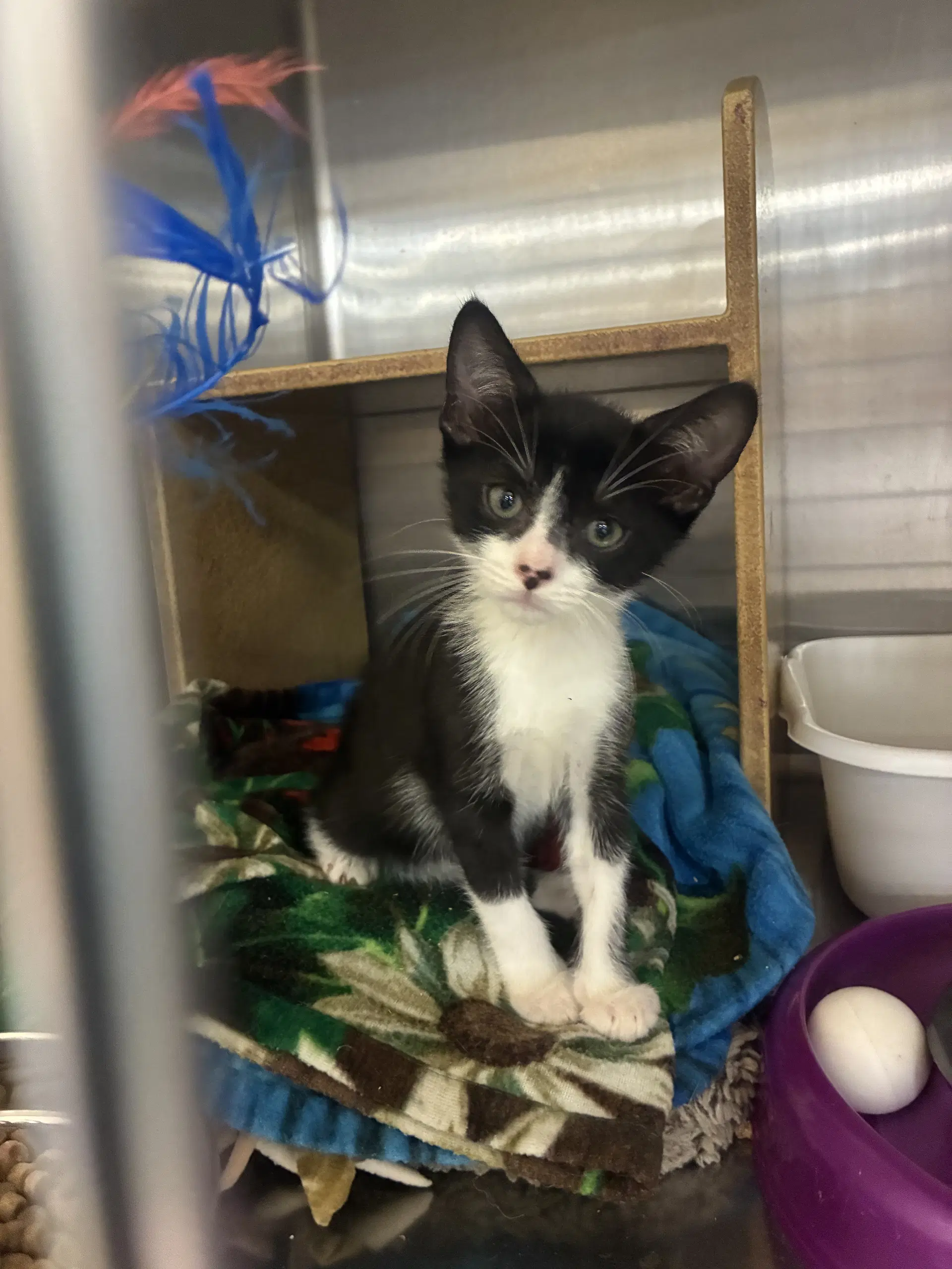 Harrold - Domestic Short Hair