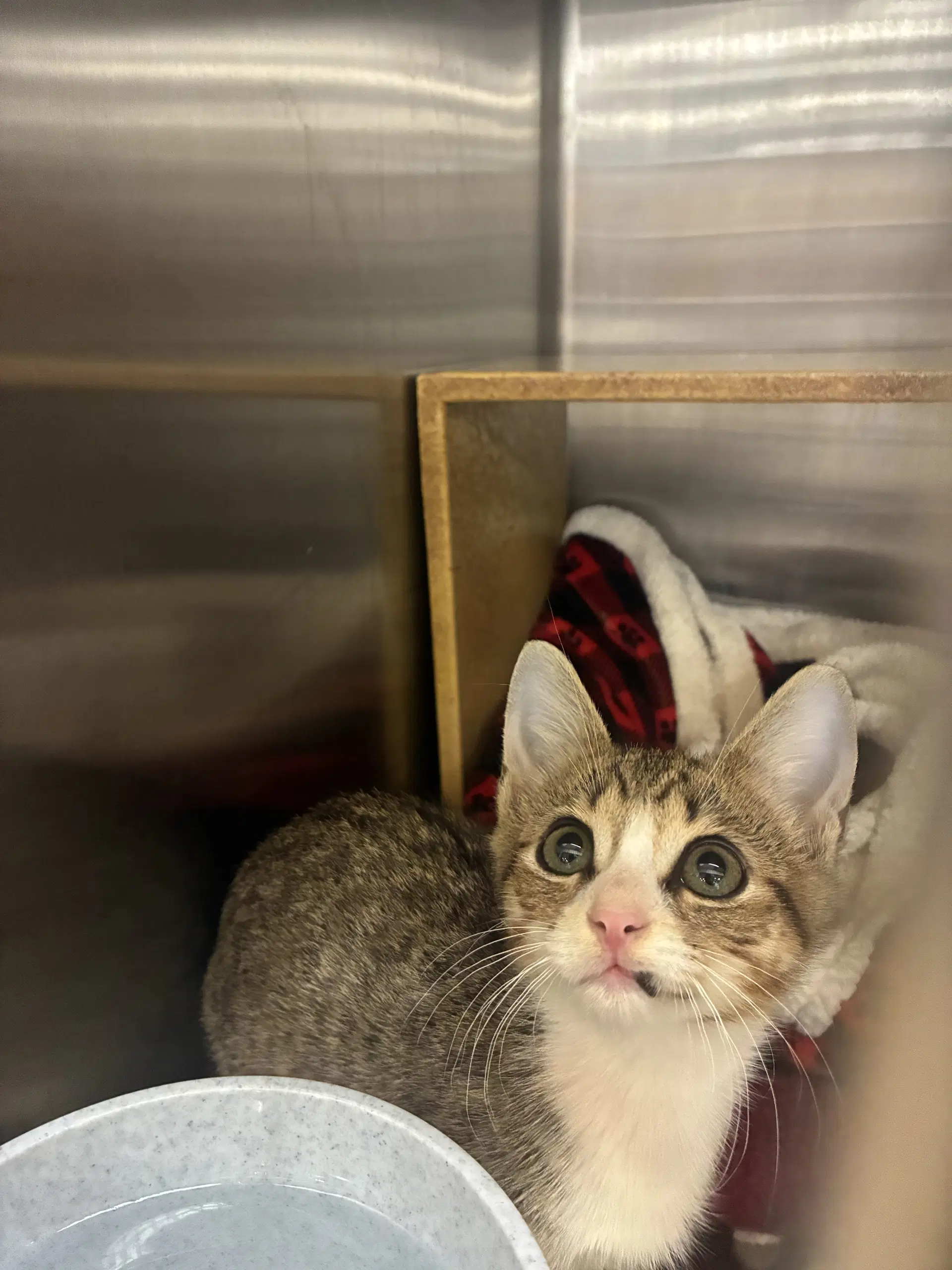Latte - Domestic Short Hair