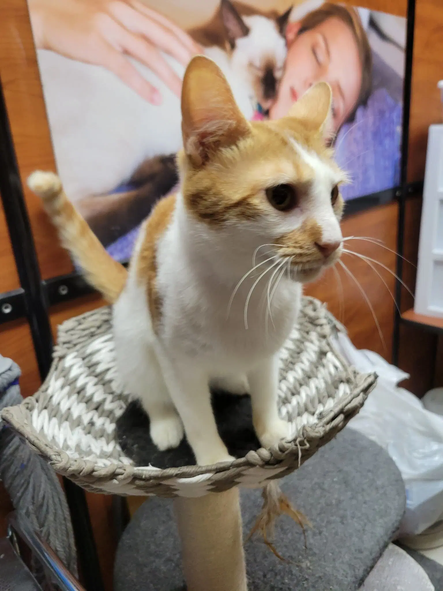 Eddie Spaghetti - Domestic Short Hair