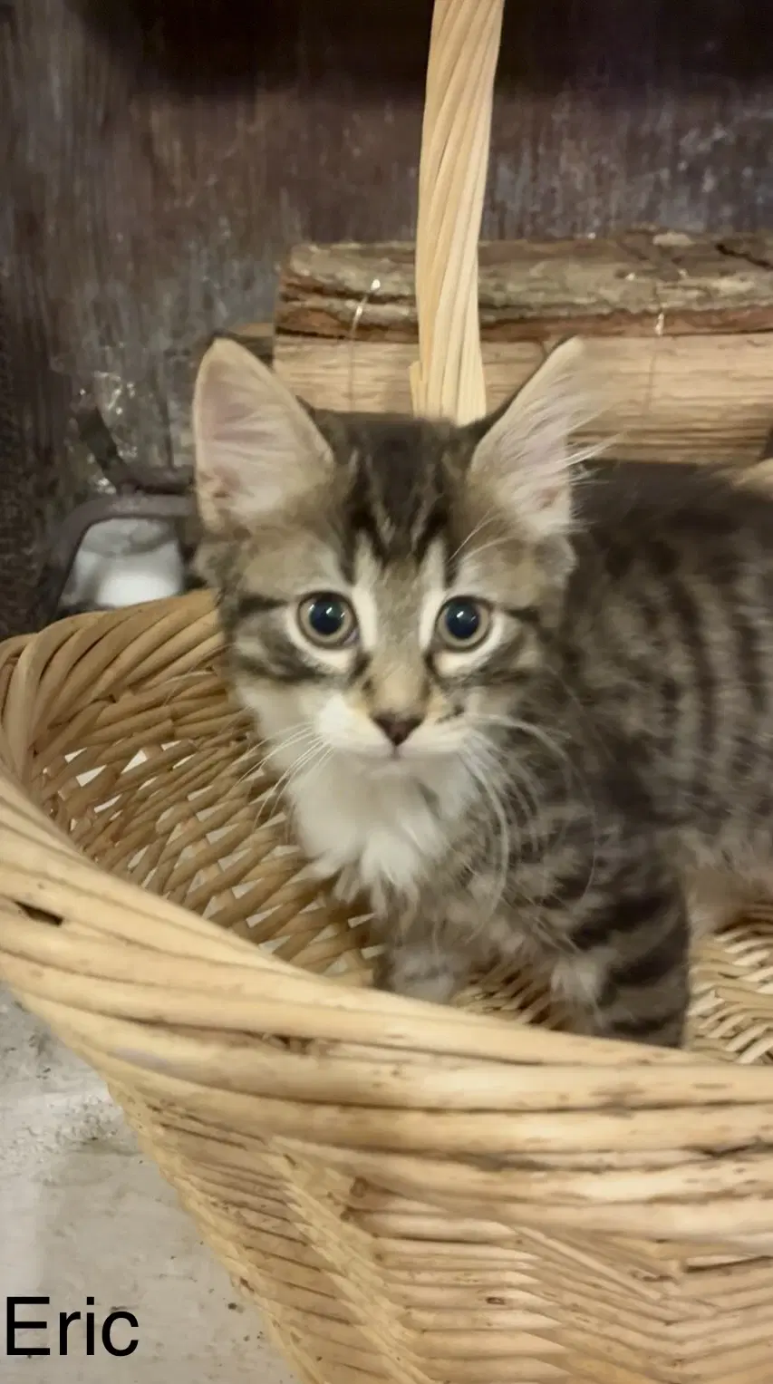 Eric - Domestic Medium Hair