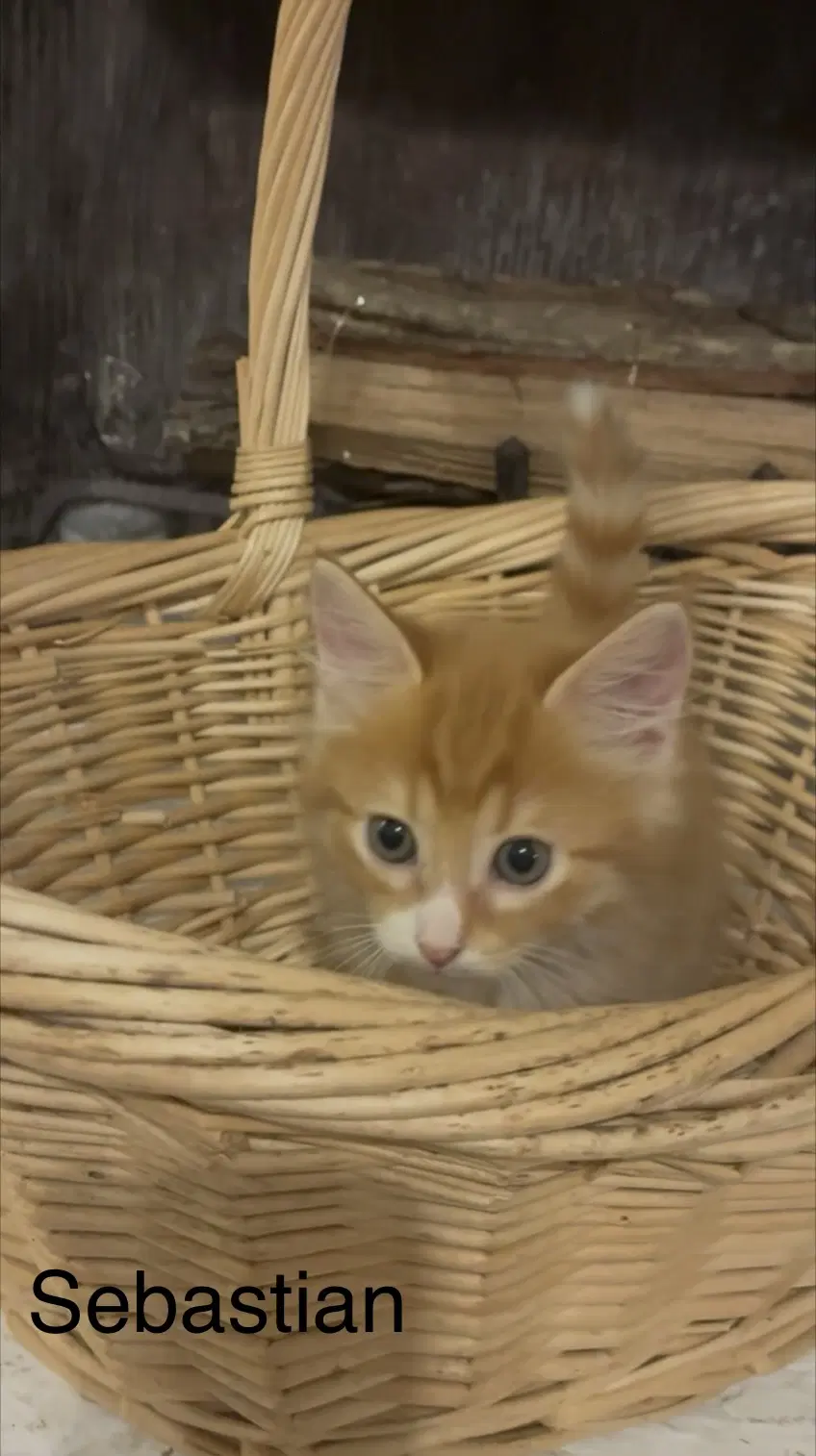 Sebastian - Domestic Medium Hair
