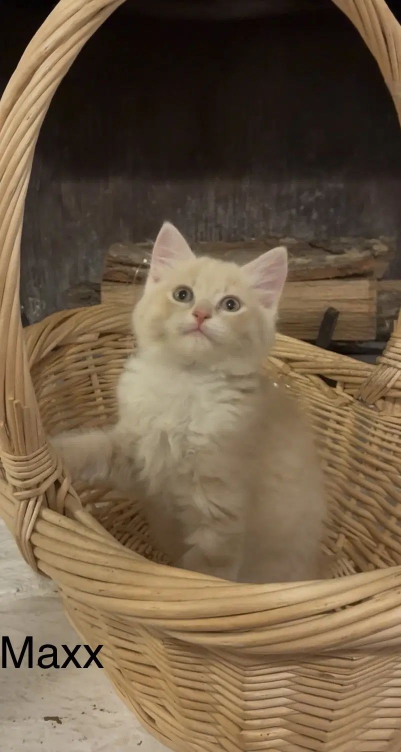 Maxx - Domestic Long Hair