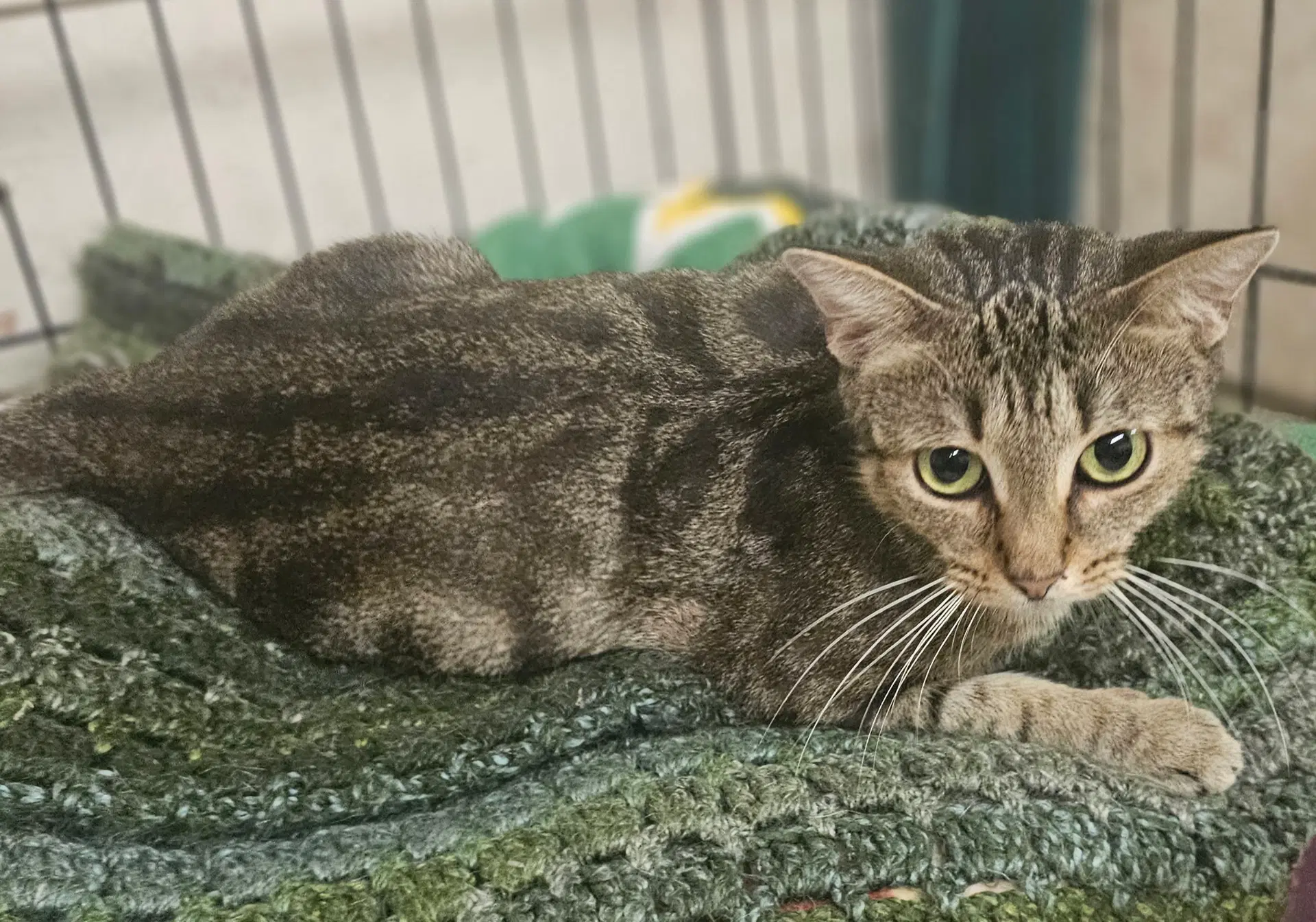 Macchiato - Domestic Short Hair