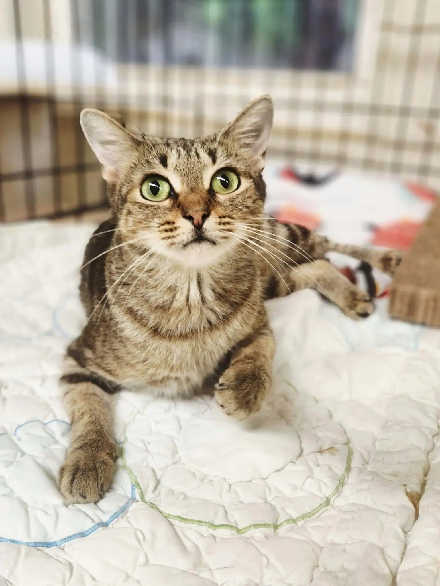 Macchiato - Domestic Short Hair
