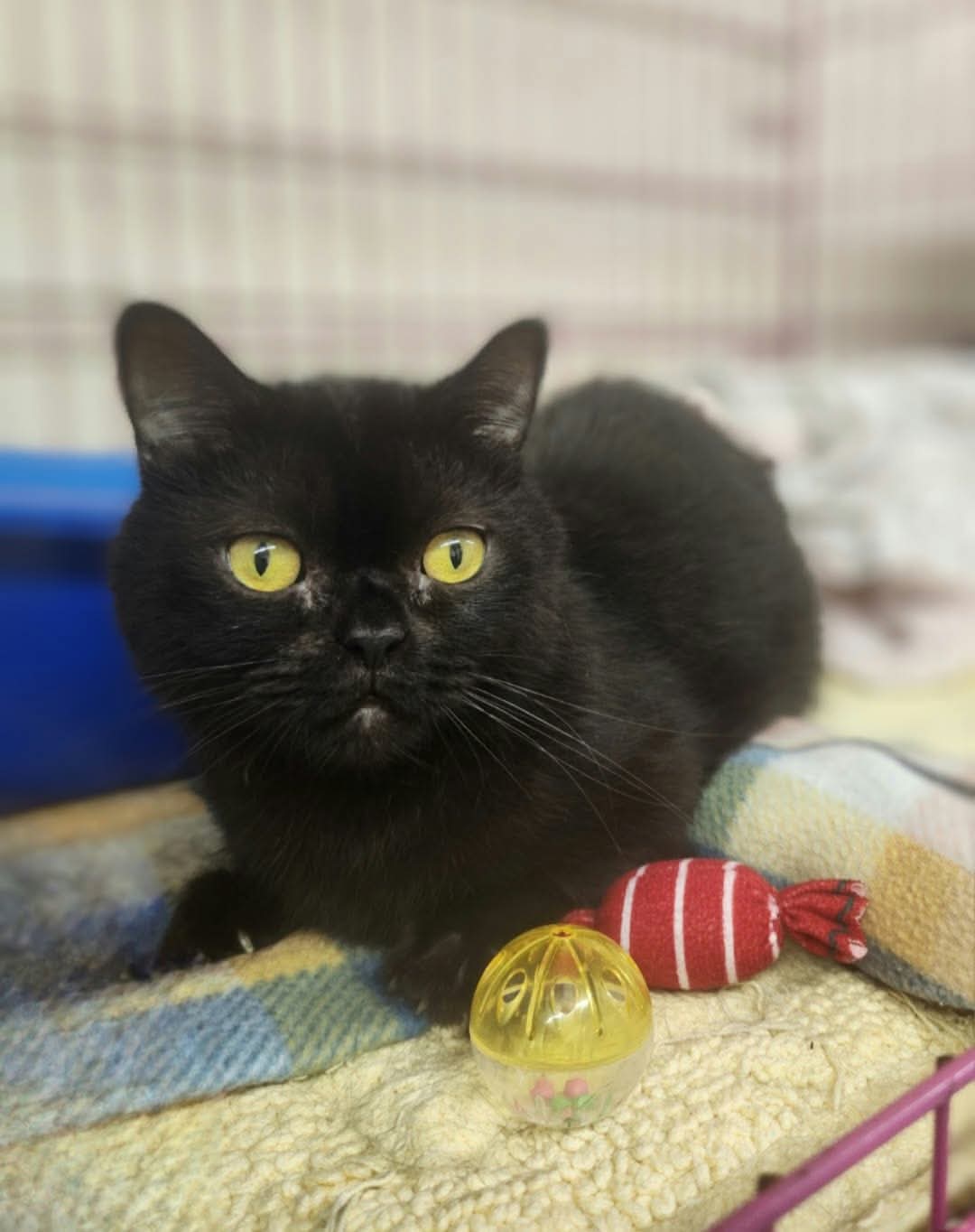Tchalla