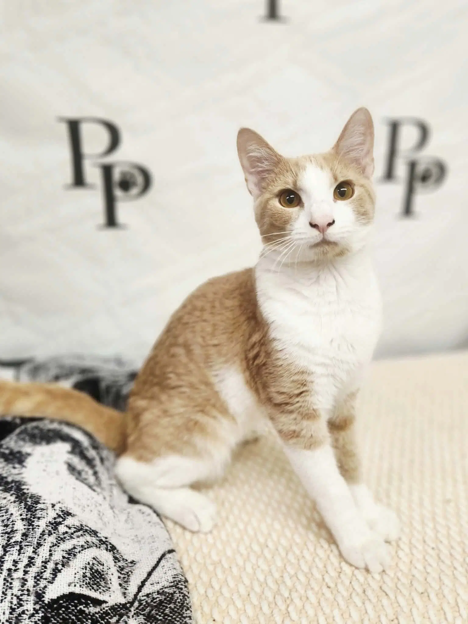 Lebron - Domestic Short Hair