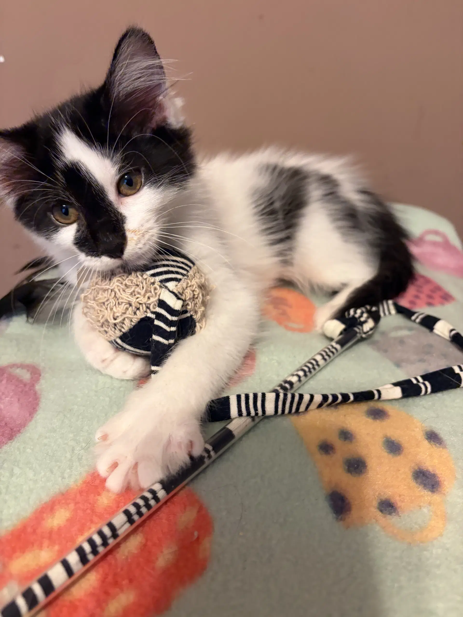 Raj - Domestic Short Hair