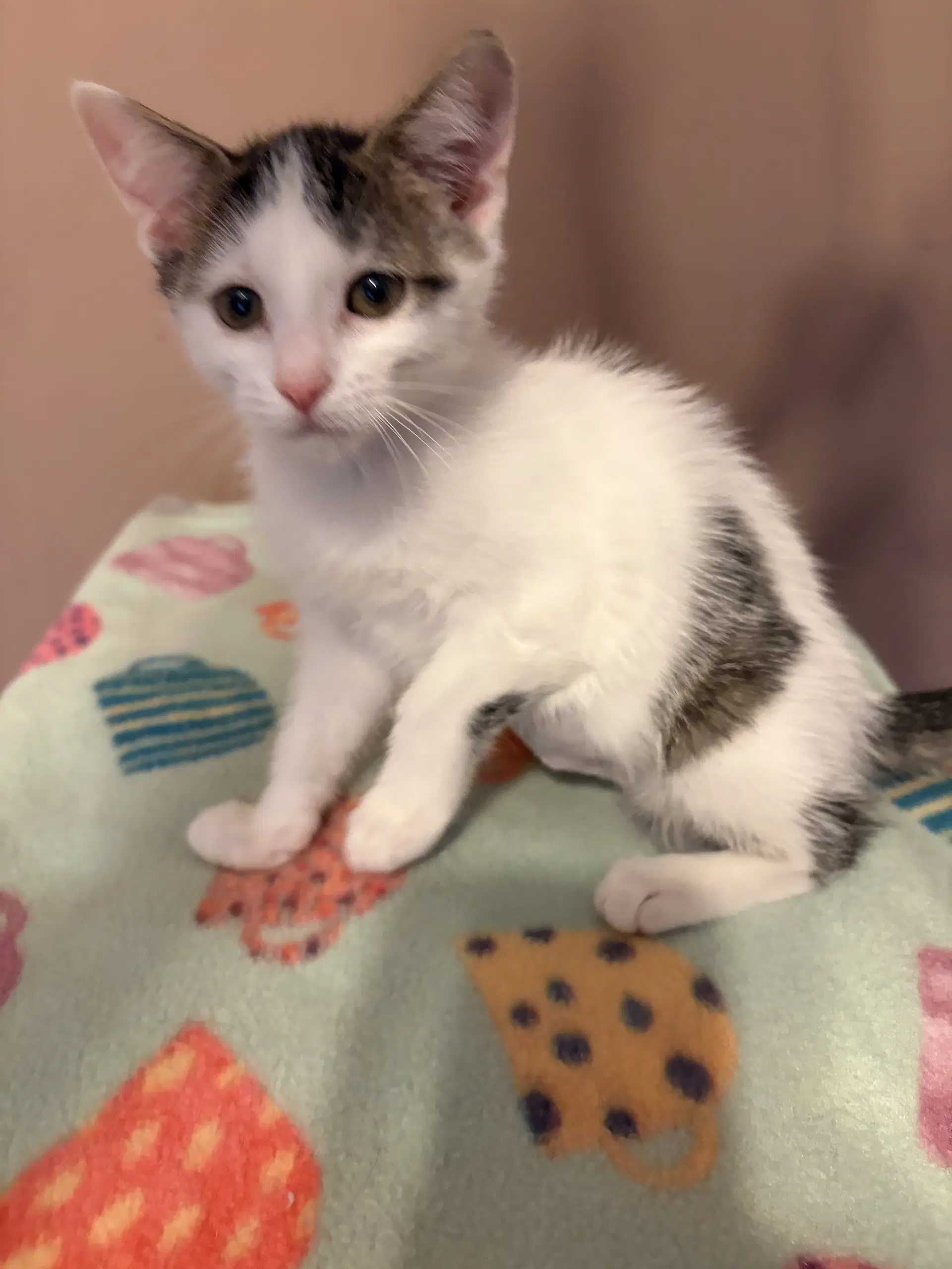 Niki - Domestic Short Hair