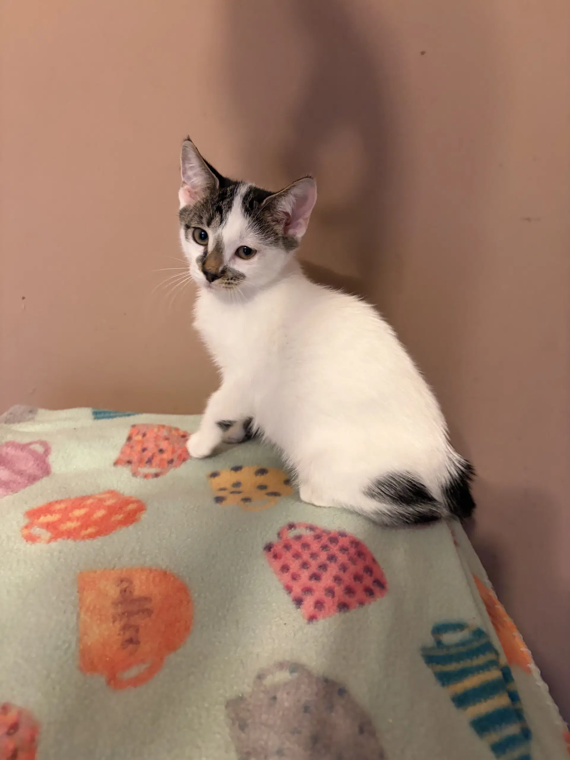 Kimmy - Domestic Short Hair