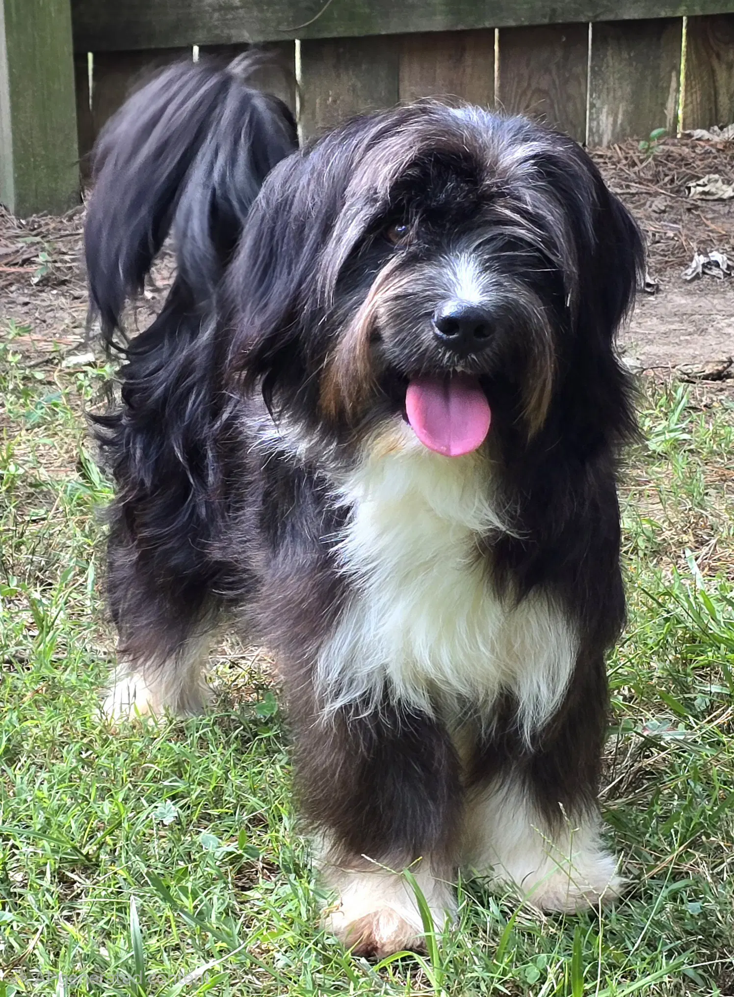 Winston - Havanese