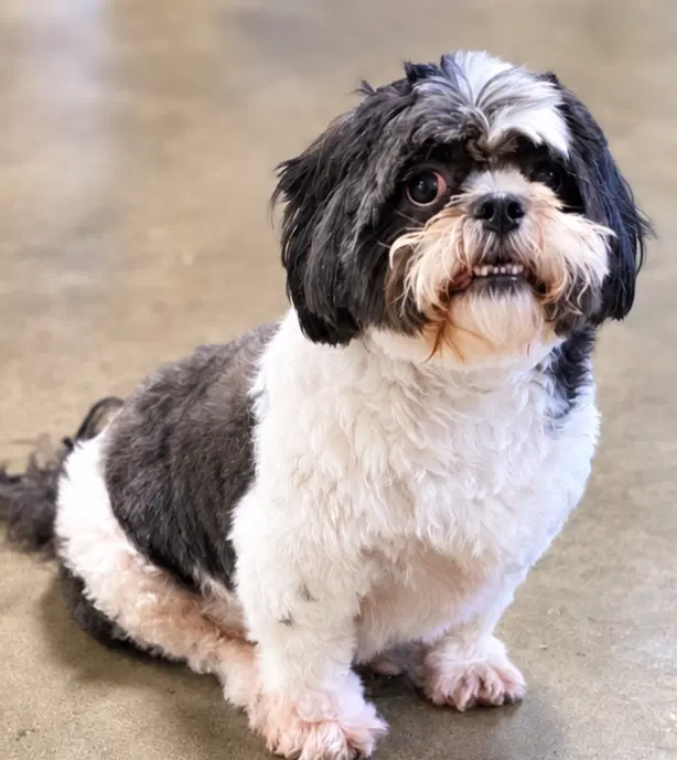 D'jango - Shih Tzu