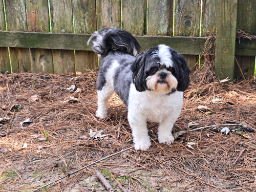 Photo 3 of D'Jango