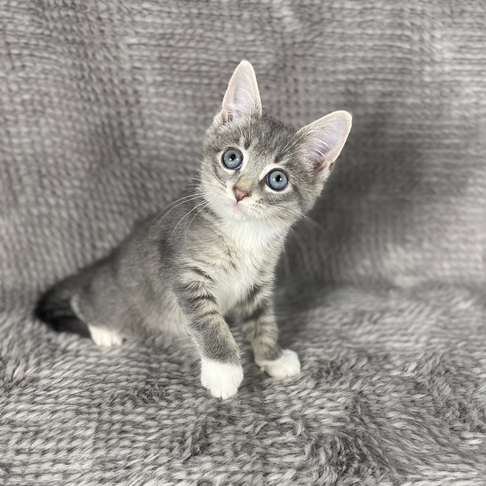 Frogger - Andrea foster, Domestic Short Hair