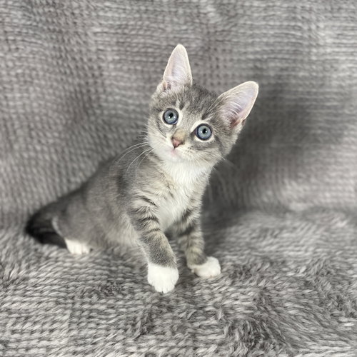 Frogger - Andrea foster, a cat for adoption from Pound Puppies N Kittens, Inc.