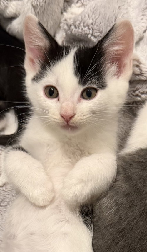 Picante, a cat for adoption from Pound Puppies N Kittens, Inc.