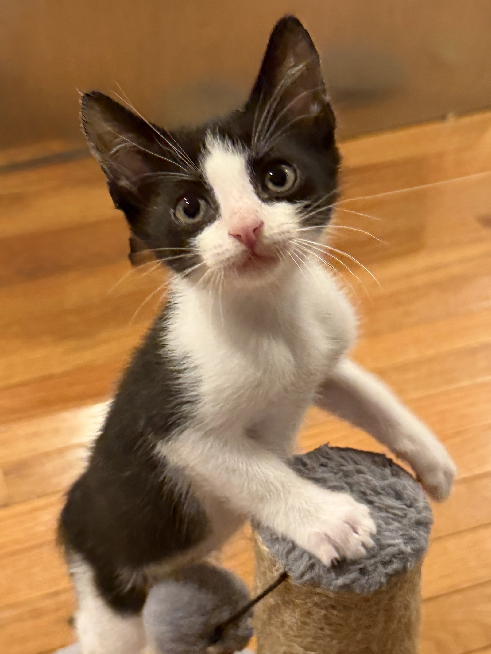 Batman, Domestic Short Hair