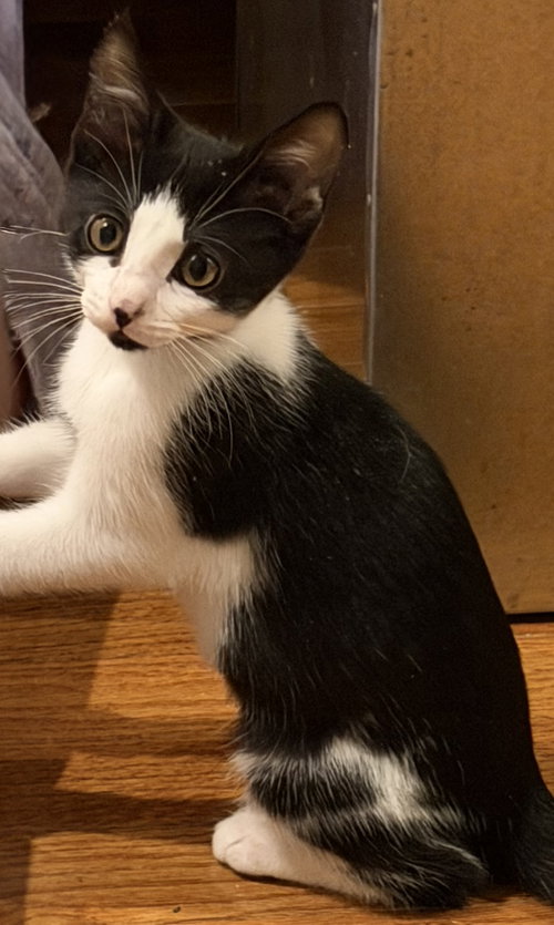 Dumpling, a cat for adoption from Pound Puppies N Kittens, Inc.