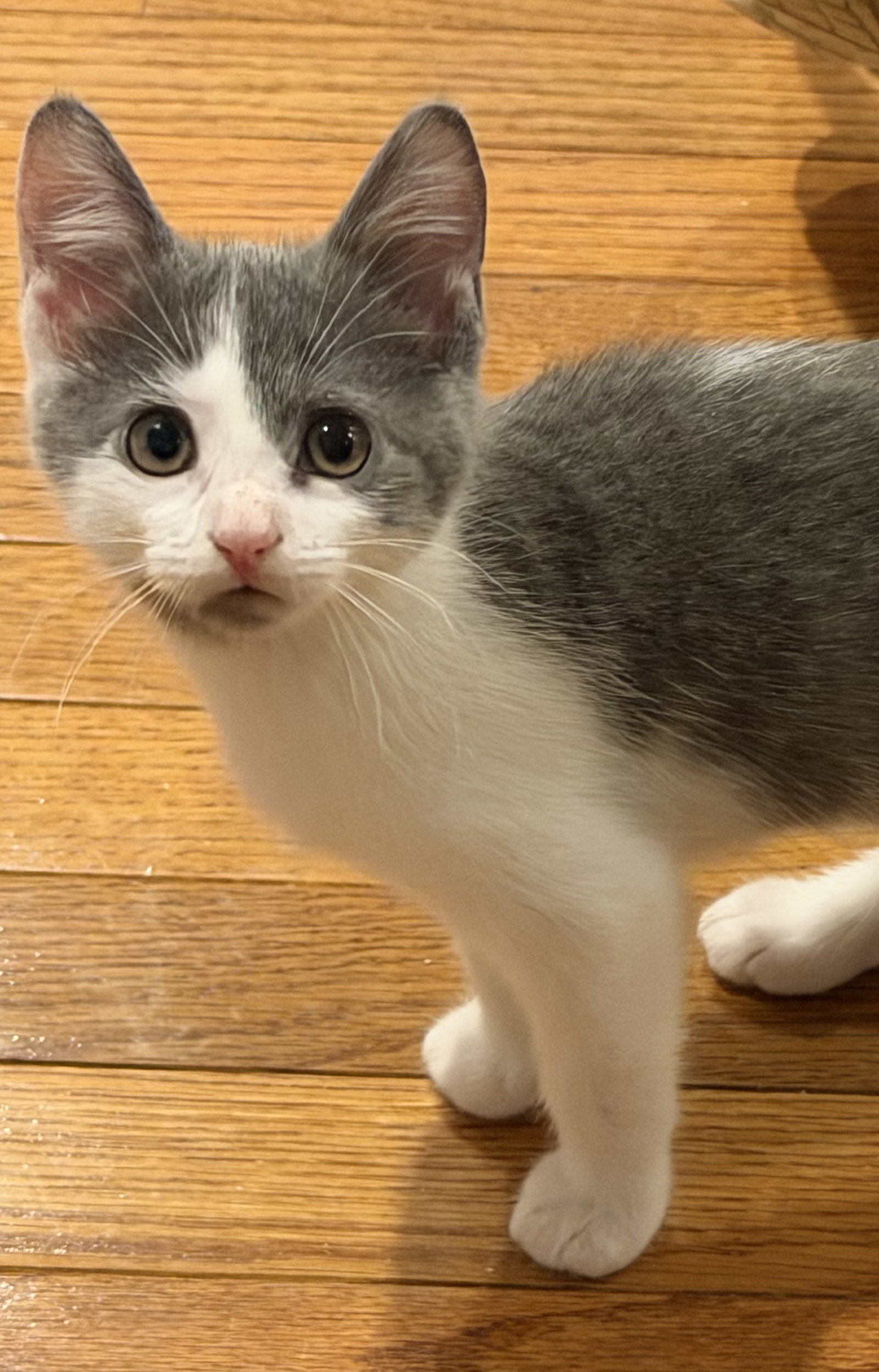 Pickle, Domestic Short Hair