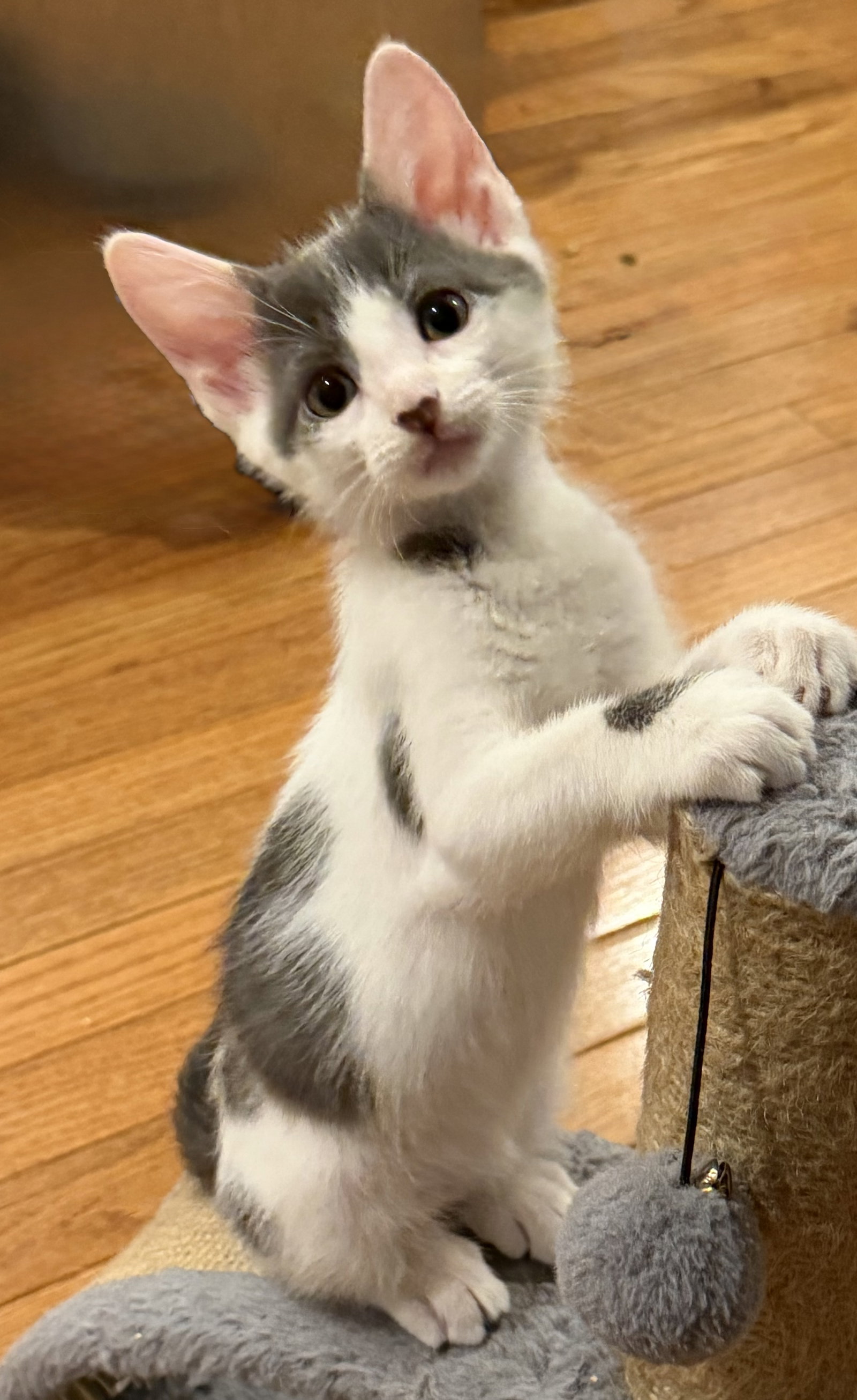 Pebbles, Domestic Short Hair