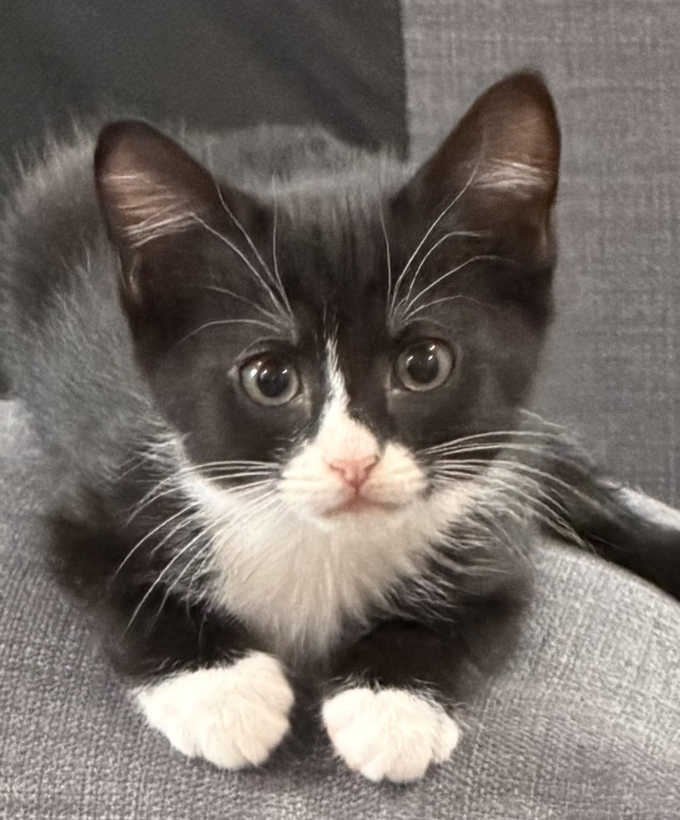 Justice, Domestic Short Hair