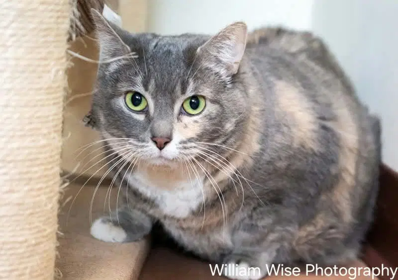 Luna - Domestic Short Hair