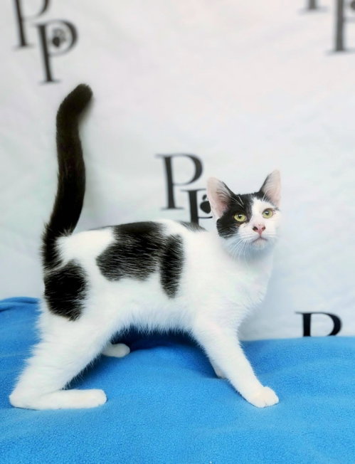 Rio, a cat for adoption from Pound Puppies N Kittens, Inc.