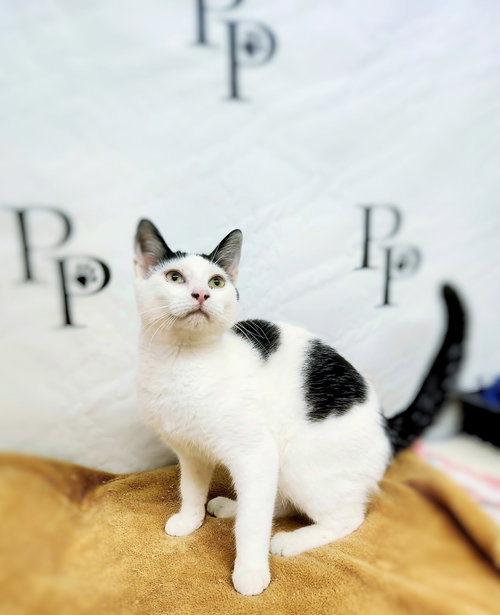 Blaze, a cat for adoption from Pound Puppies N Kittens, Inc.