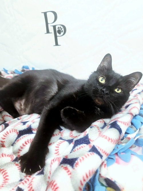 Vampurr, a cat for adoption from Pound Puppies N Kittens, Inc.