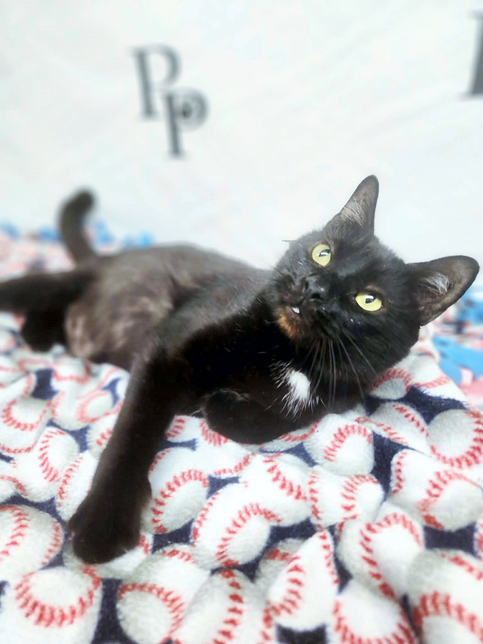 Vampurr, photo 2