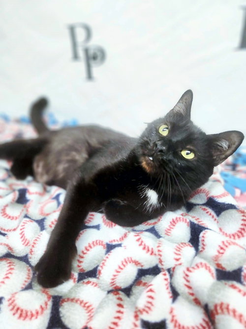 Photo 2 of Vampurr