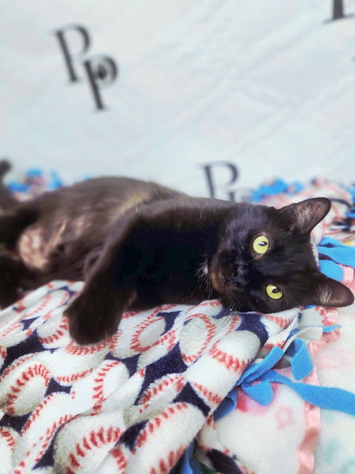 Photo 4 of Vampurr