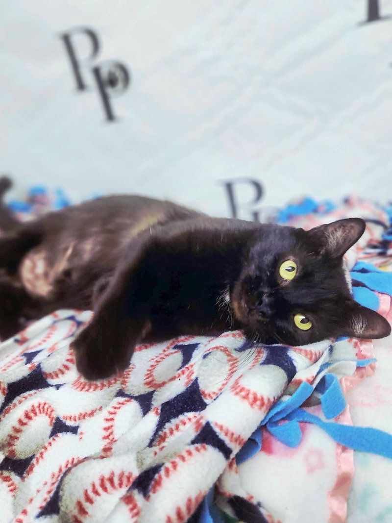 Vampurr, photo 4