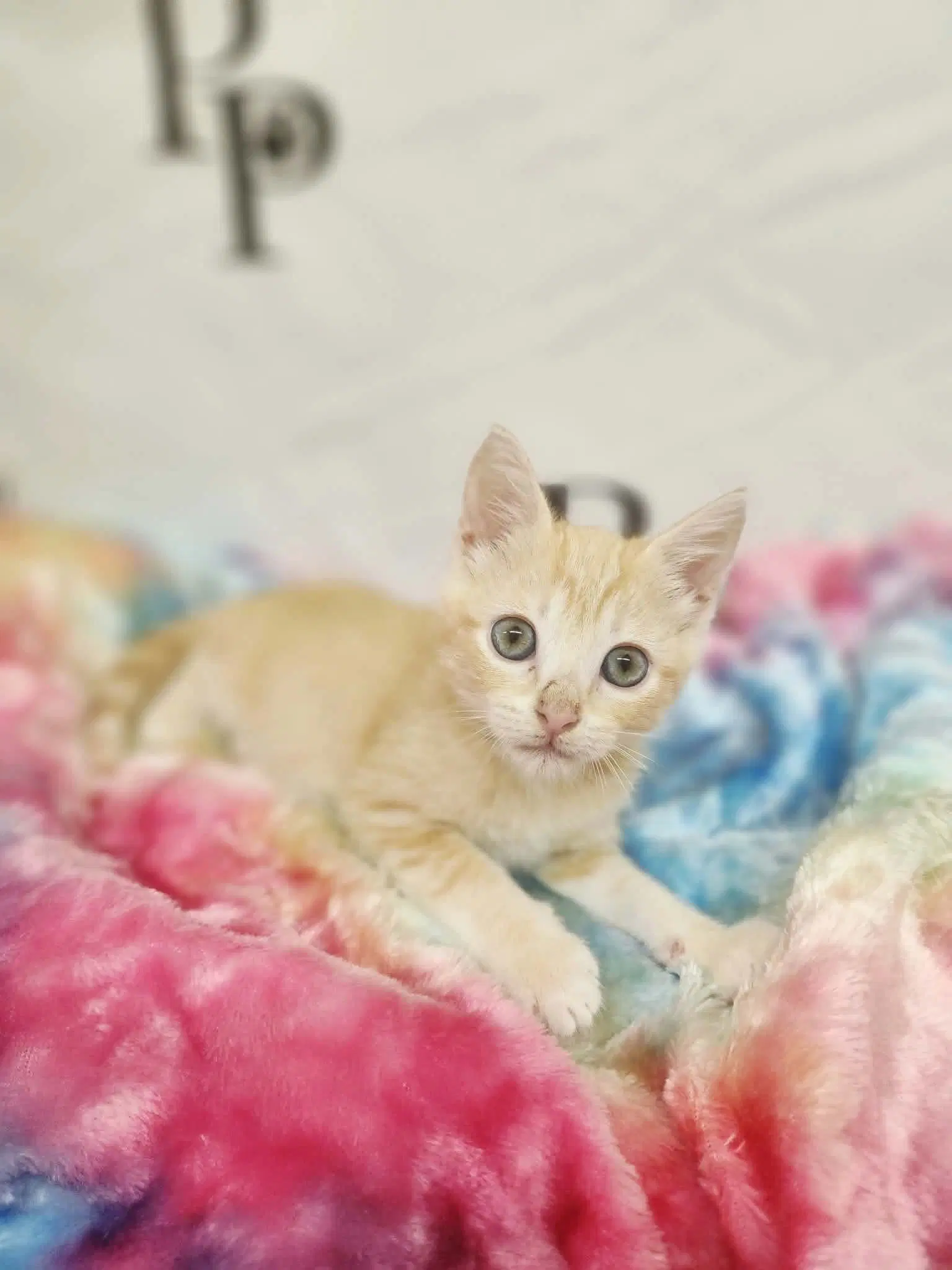 Hissopher Robin - Domestic Short Hair