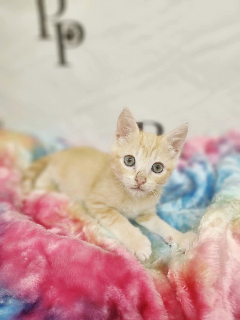 Hissopher Robin, a male kitten up for adoption