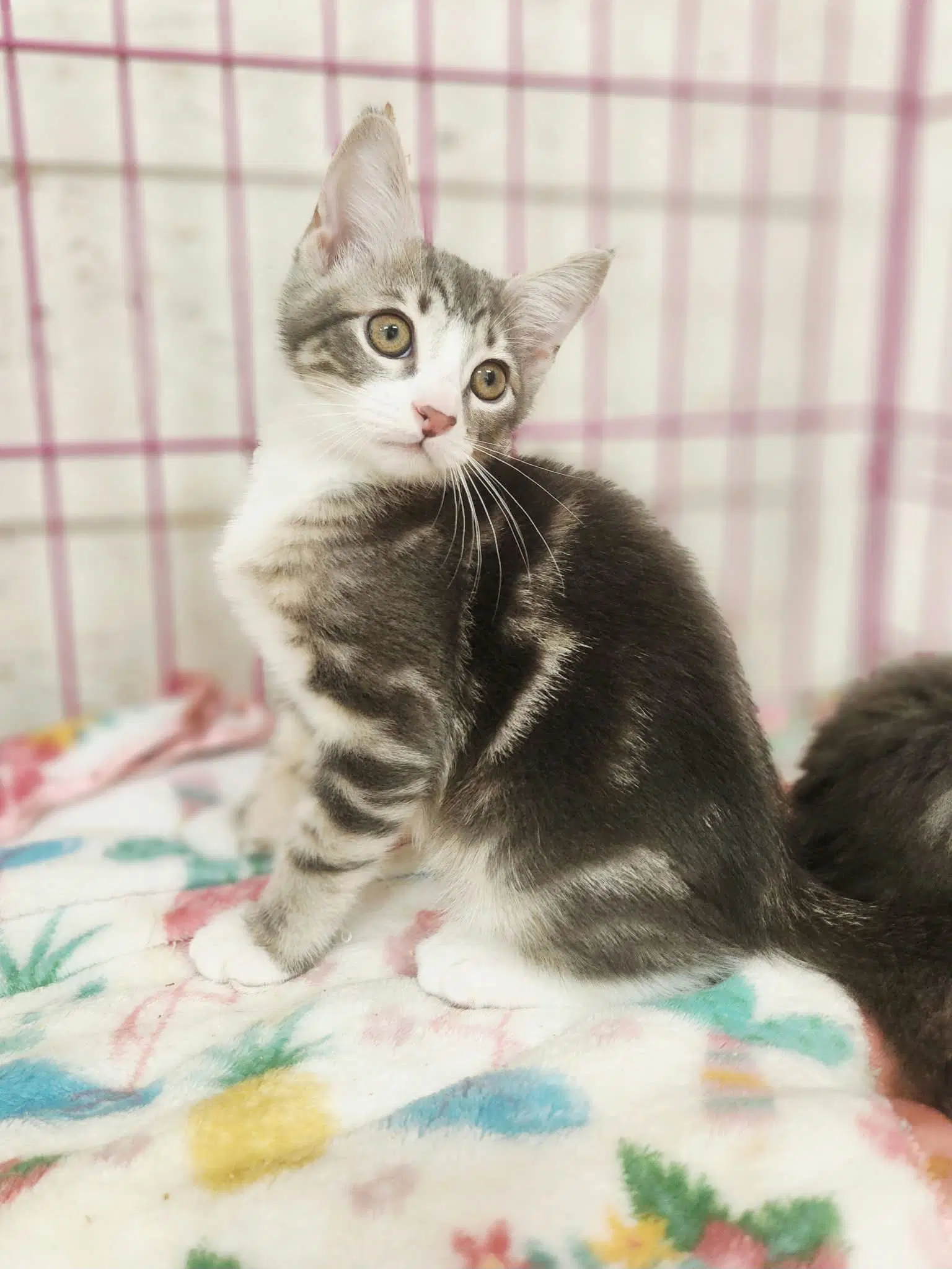 Jennings - Domestic Short Hair
