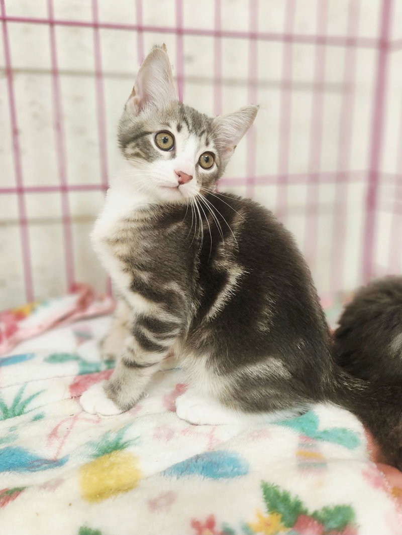 Waylon Jennings, a female kitten up for adoption