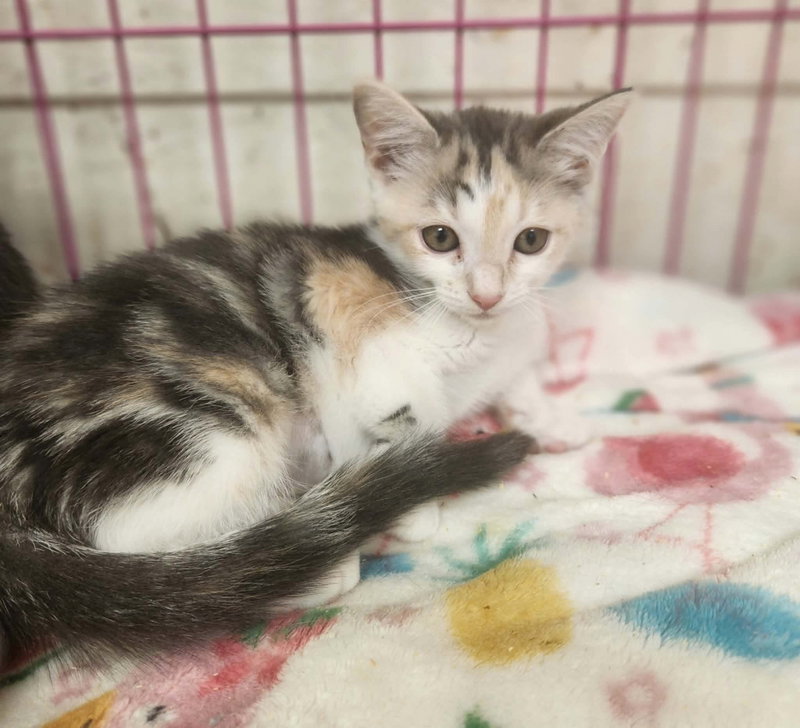 Pistol Annie, a female kitten up for adoption