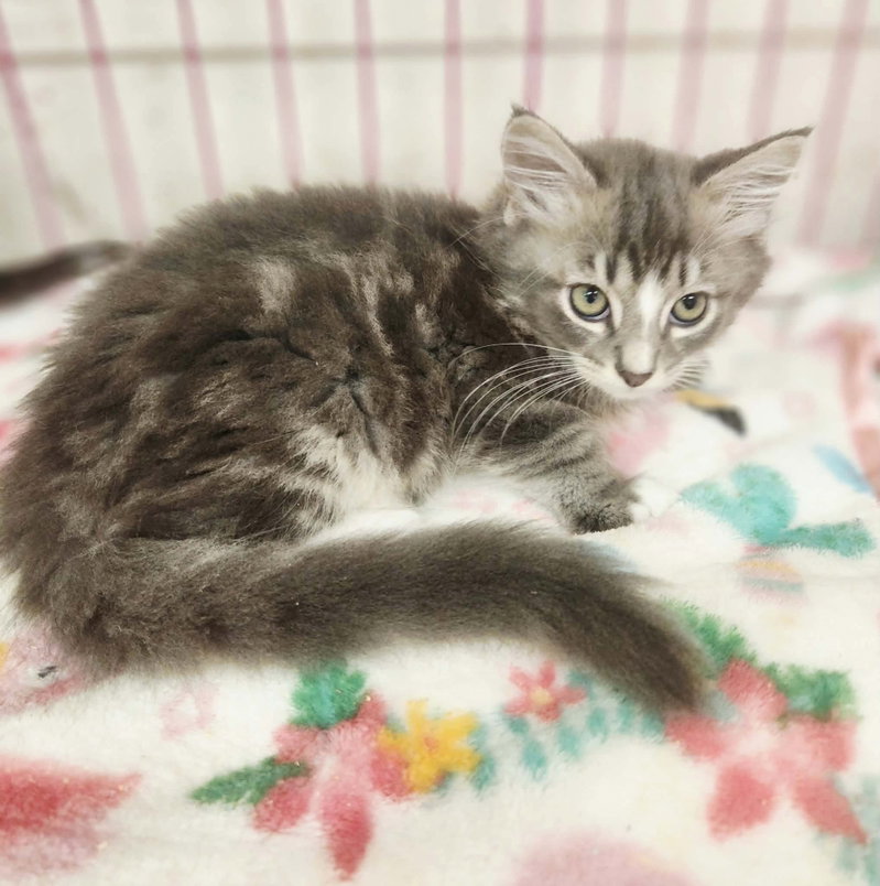 Cody Jinx, a male kitten up for adoption