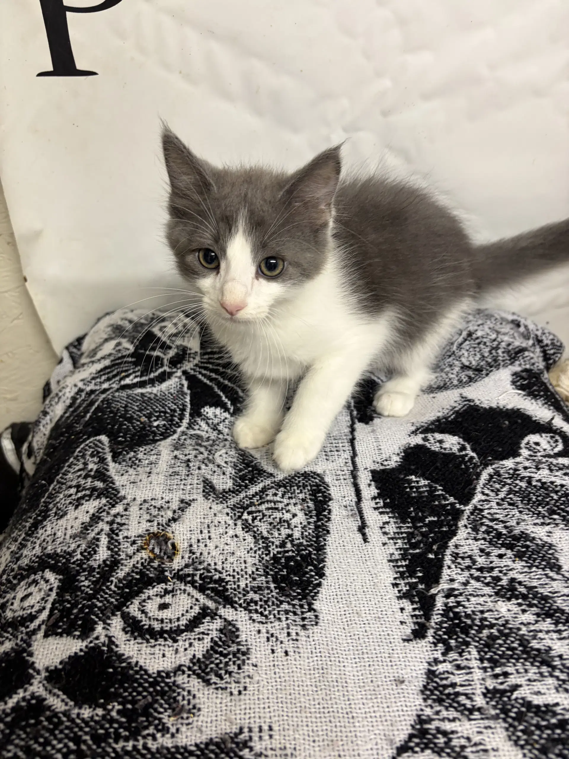 Cash - Domestic Short Hair