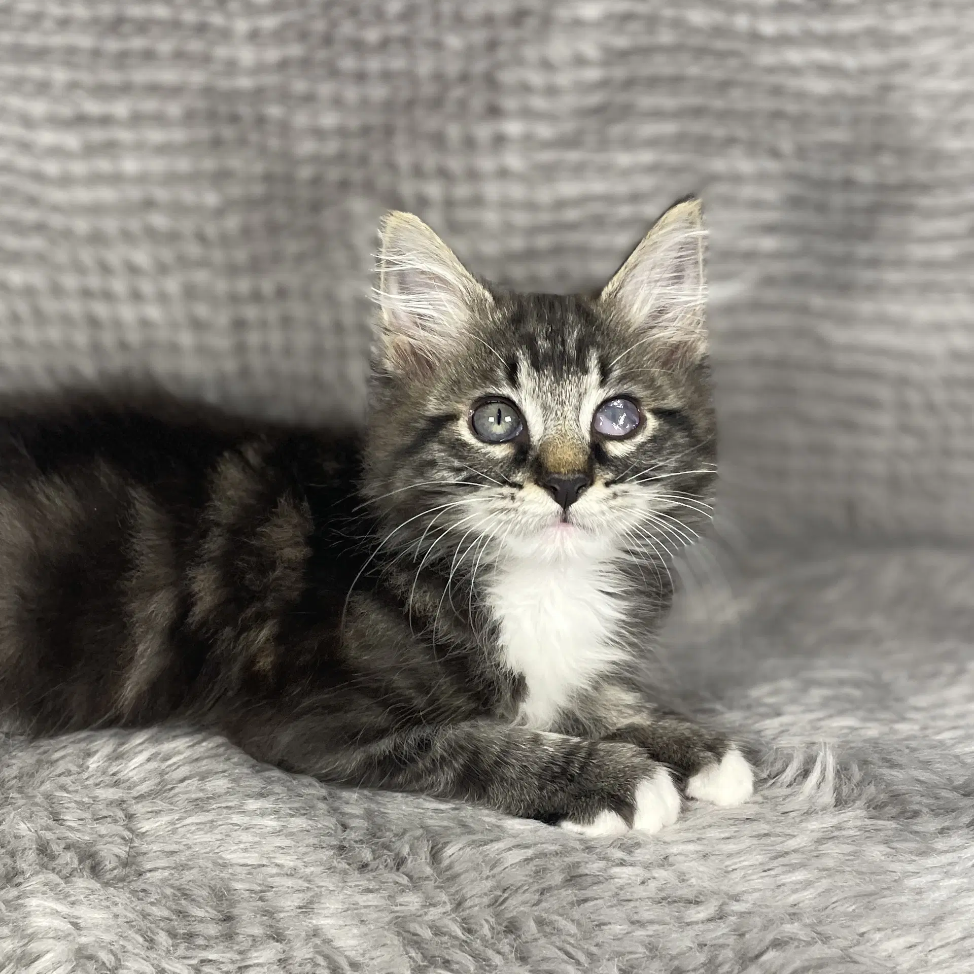 Beckham - Andrea Foster - Domestic Long Hair