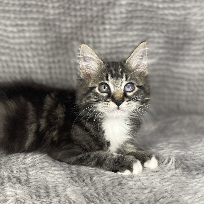Beckham, a male kitten up for adoption
