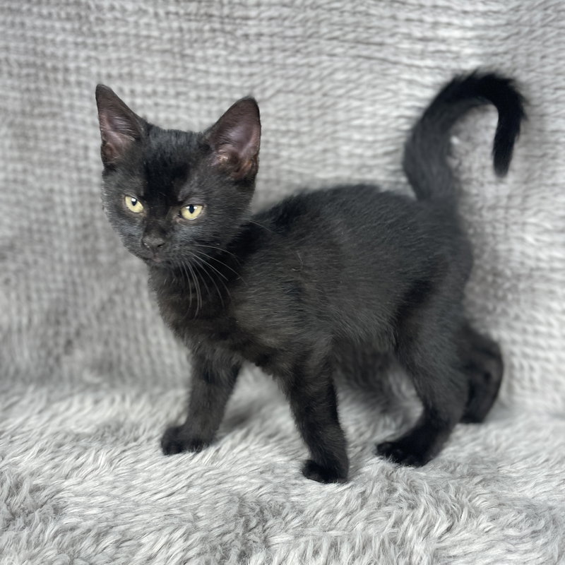 Eclipse, a male kitten up for adoption