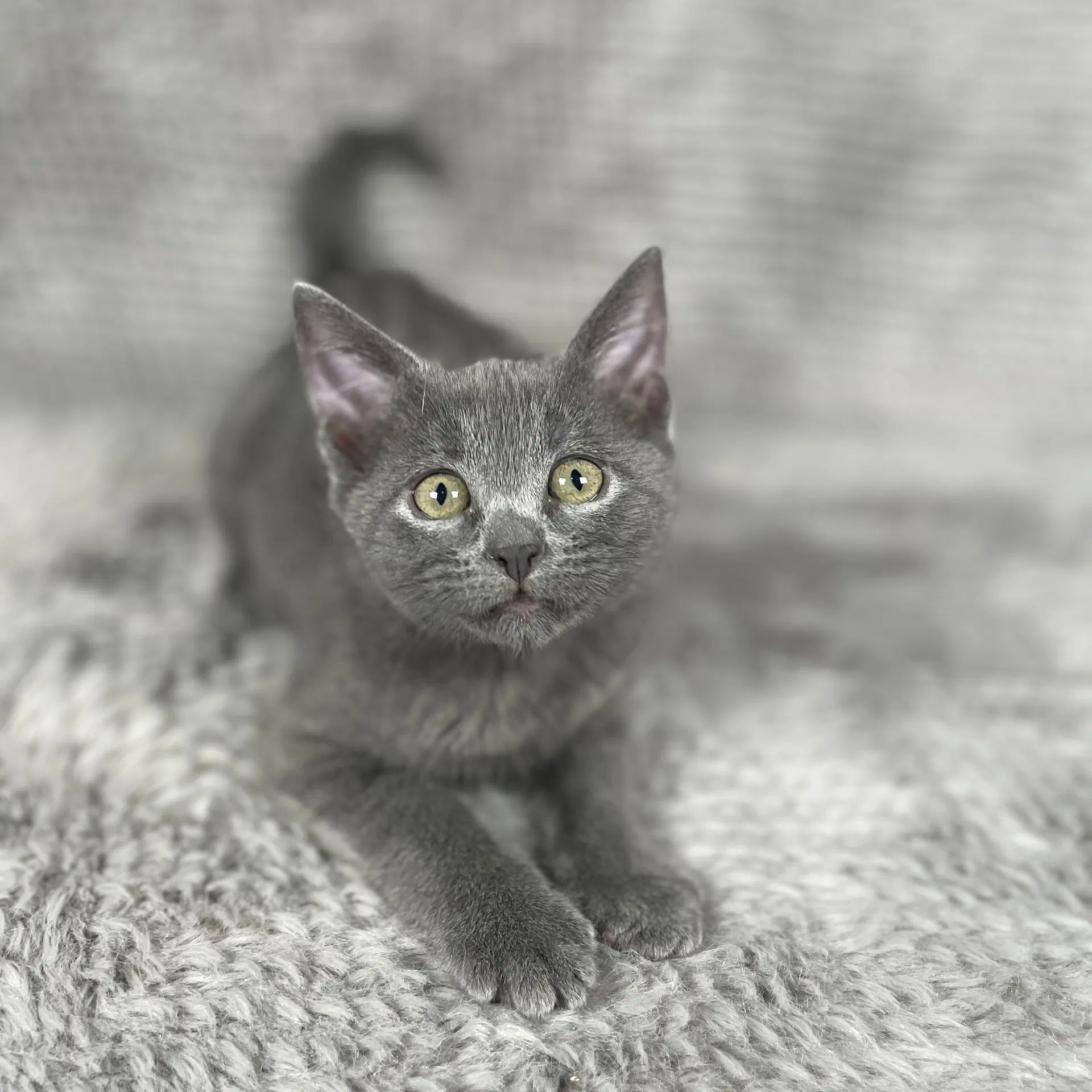 Corona - Andrea Foster - Domestic Short Hair