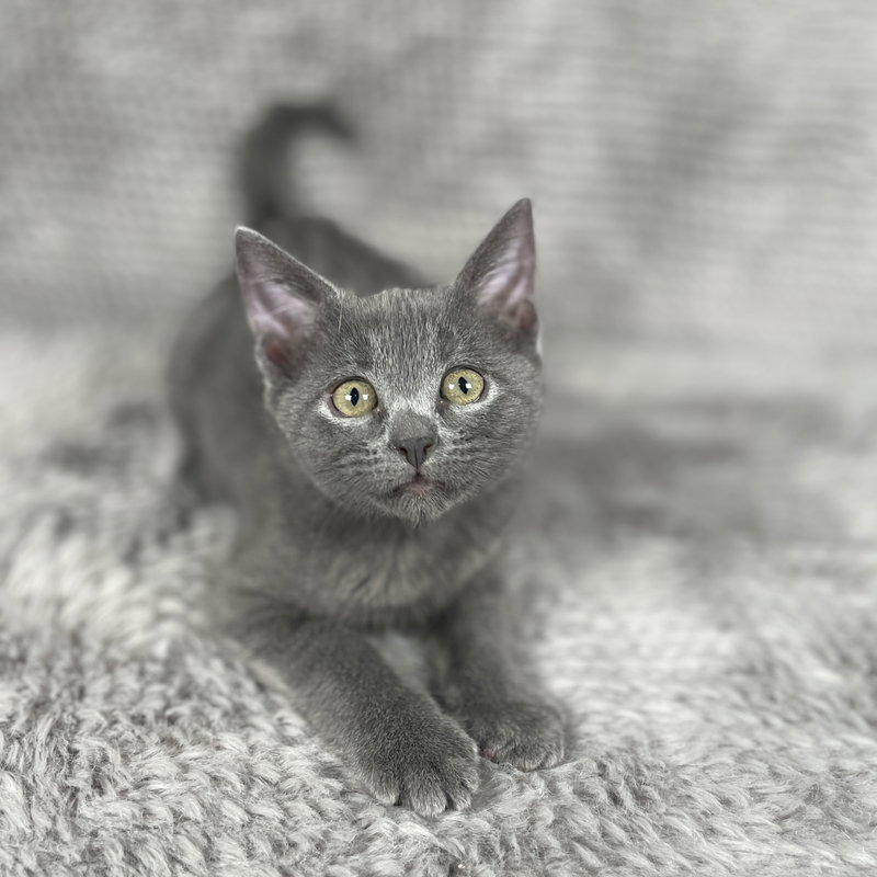 Corona, a female kitten up for adoption