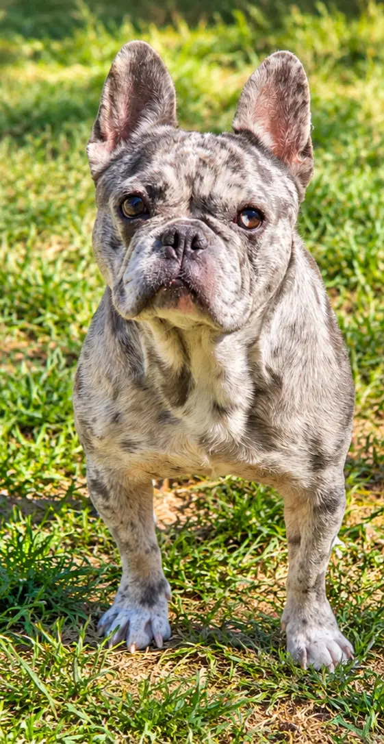 Opal - French Bulldog