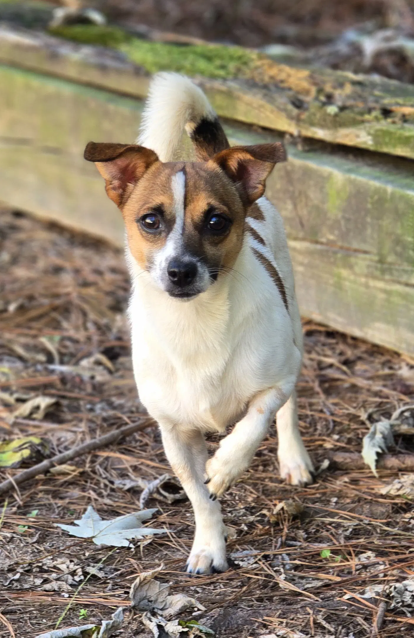 Acorn - Jack Russell Terrier (Parson Russell Terrier)