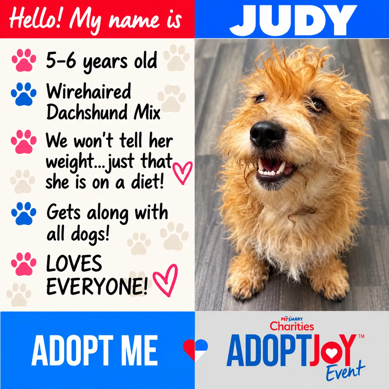 Judy - Dachshund
