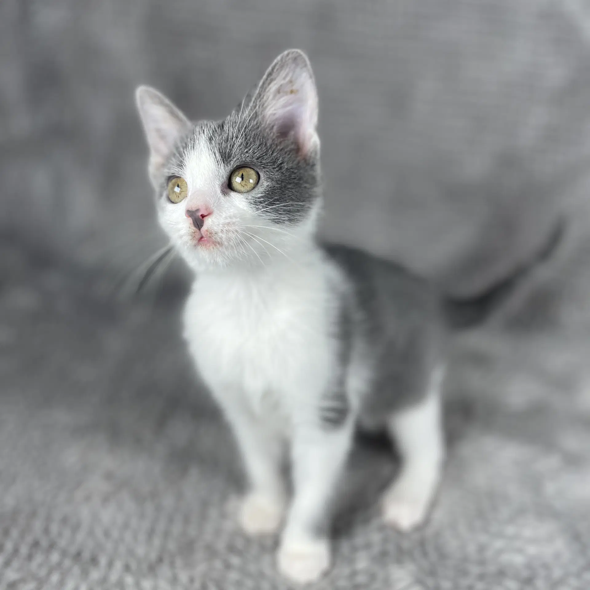 Wallie - Andrea Foster - Domestic Short Hair
