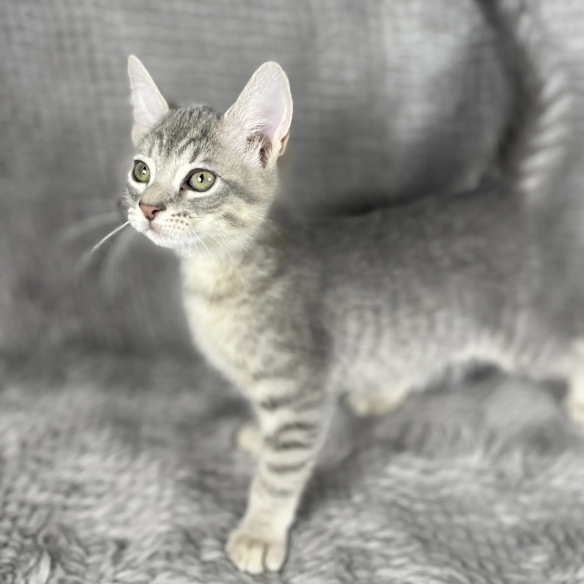 Peeta - Andrea Foster - Domestic Short Hair