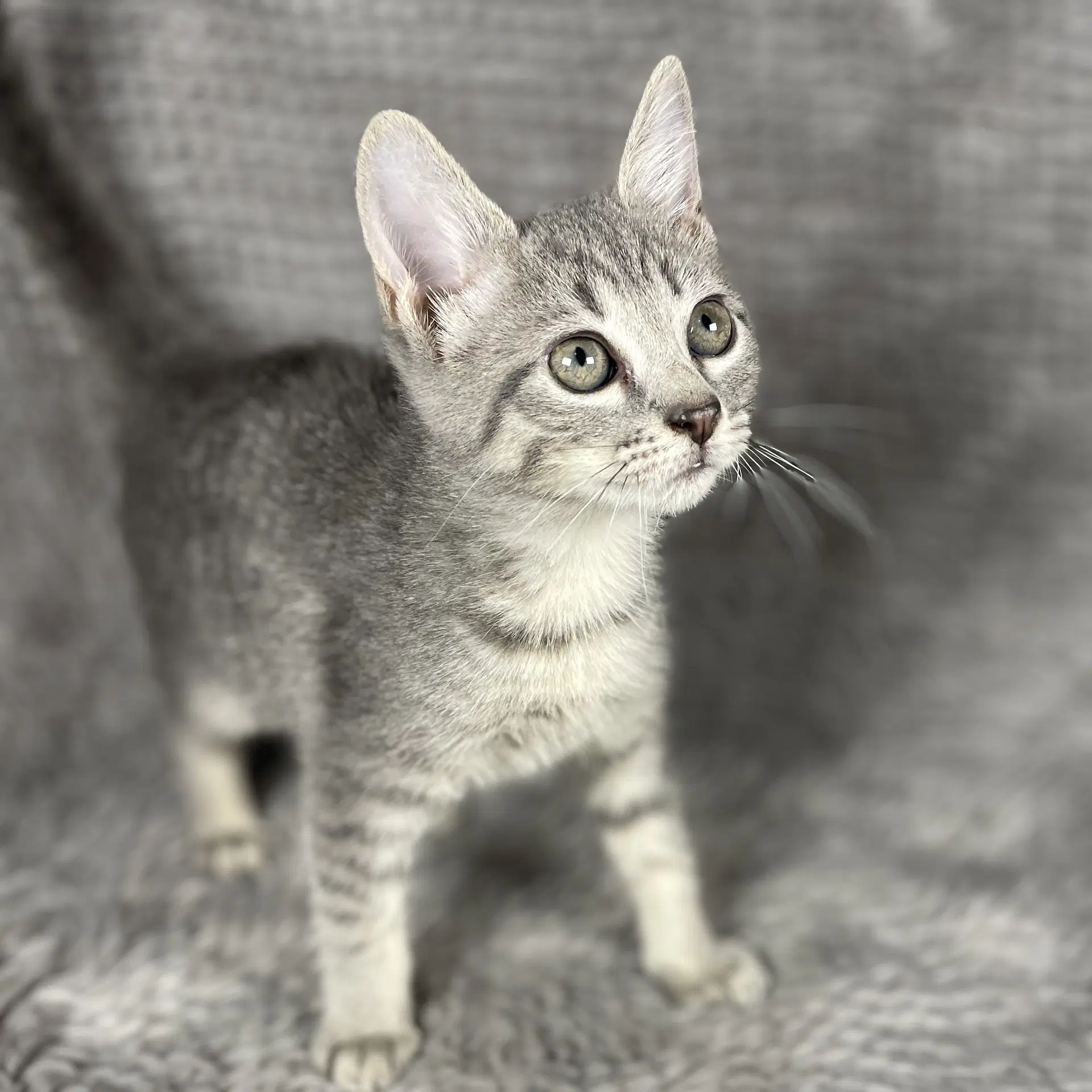 Katniss - Andrea Foster - Domestic Short Hair
